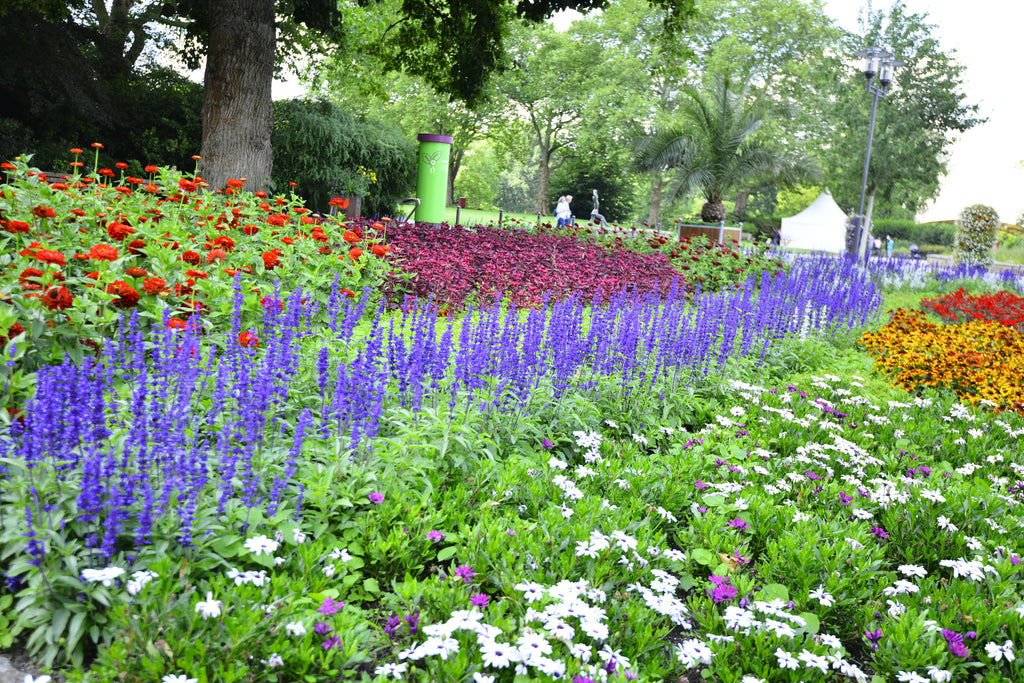 understanding-the-difference-between-annual-and-perennial-flowers