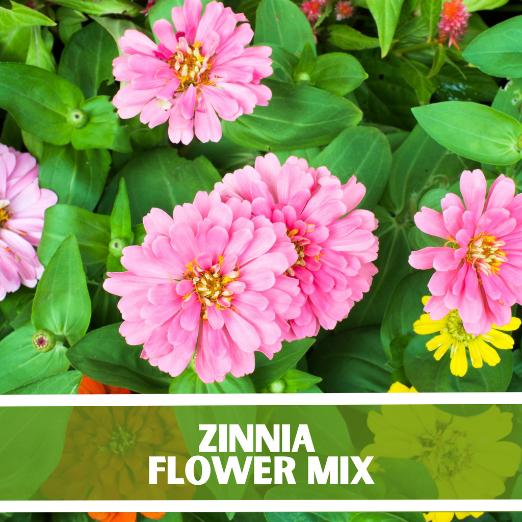 最終値下げ新品soor ploom DunesDress Zinnia 8y Amazon.com : TomorrowSeeds - Pumila Mix Pom Pom Zinnia Seeds
