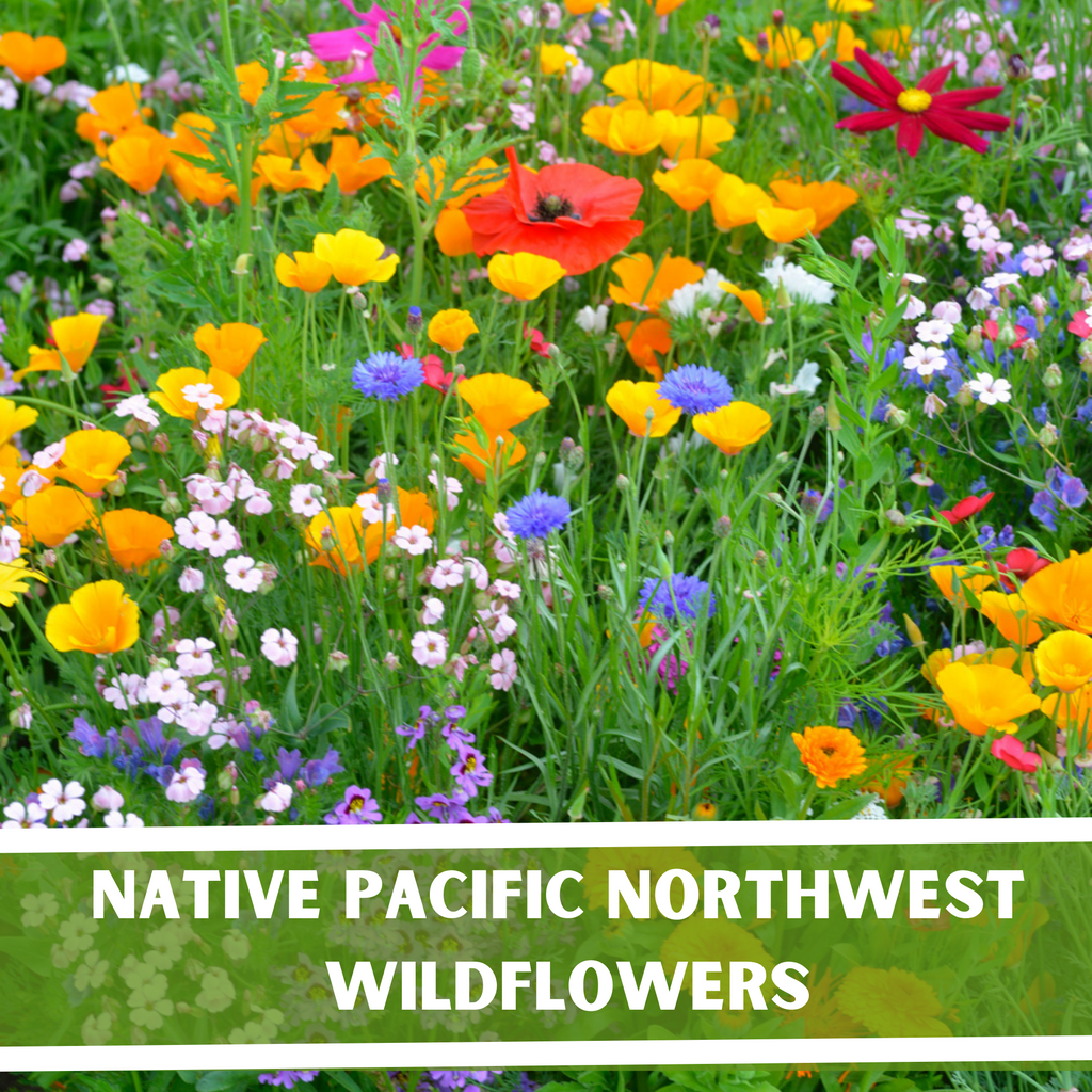 Native Pacific Northwest Wildflower Seeds Bloom + Haul