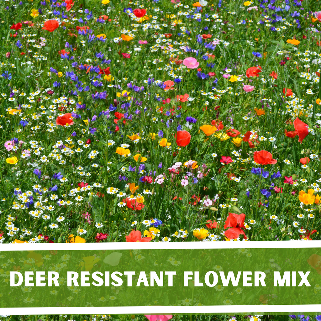 Edible Flower Blend, Wildflower Seed | Edible Flowers