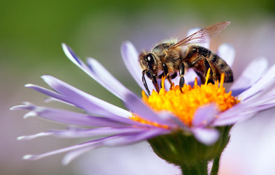 Bee-Loved Blooms: The Best Bee-Friendly Flowers to Plant in Your Garden