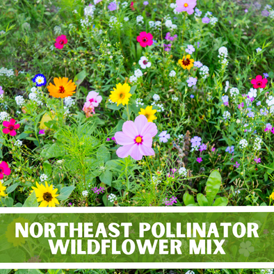 Northeast Pollinator Wildflower Mixture