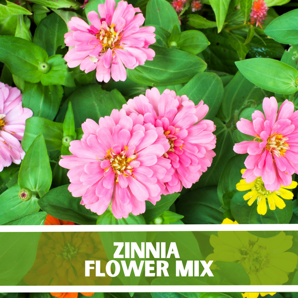 Zinnia Flower Mixture