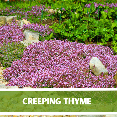 Creeping Thyme Seeds