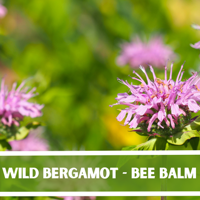 Wild Bergamot - Bee Balm