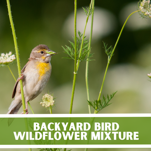 Backyard Bird Wildflower Mixture