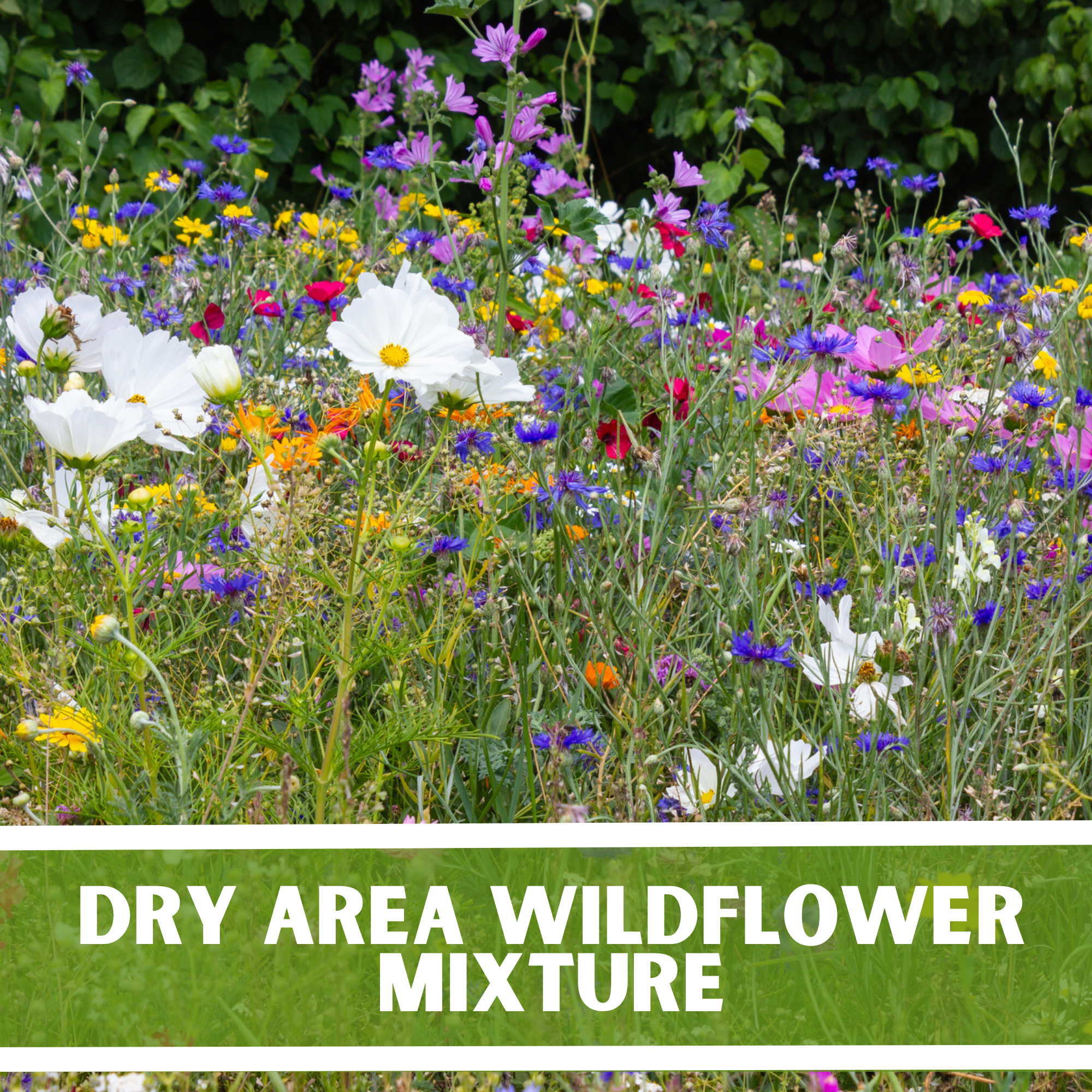 dry area wildflower seed mix Dry Area Wildflower Mix