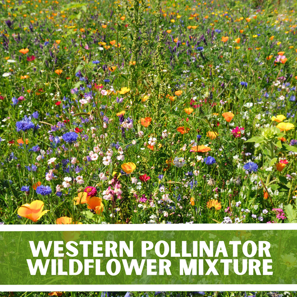 Western Pollinator Wildflowers