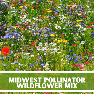 Midwest Pollinator Wildflowers