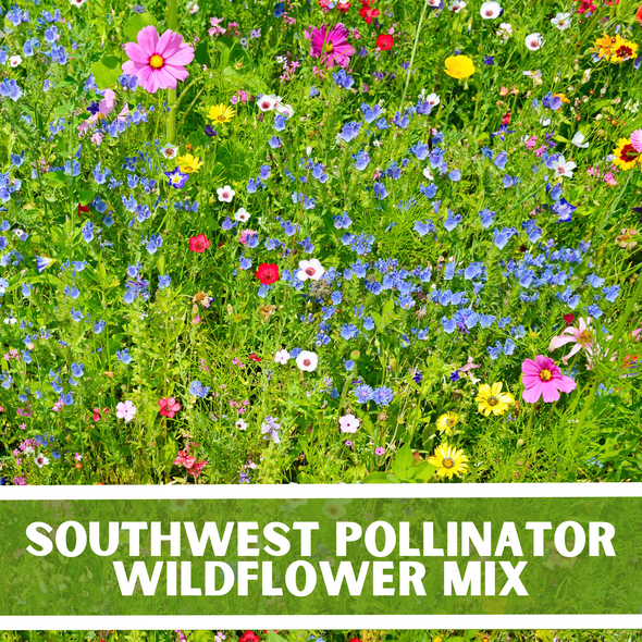 Southwest Pollinator Wildflowers