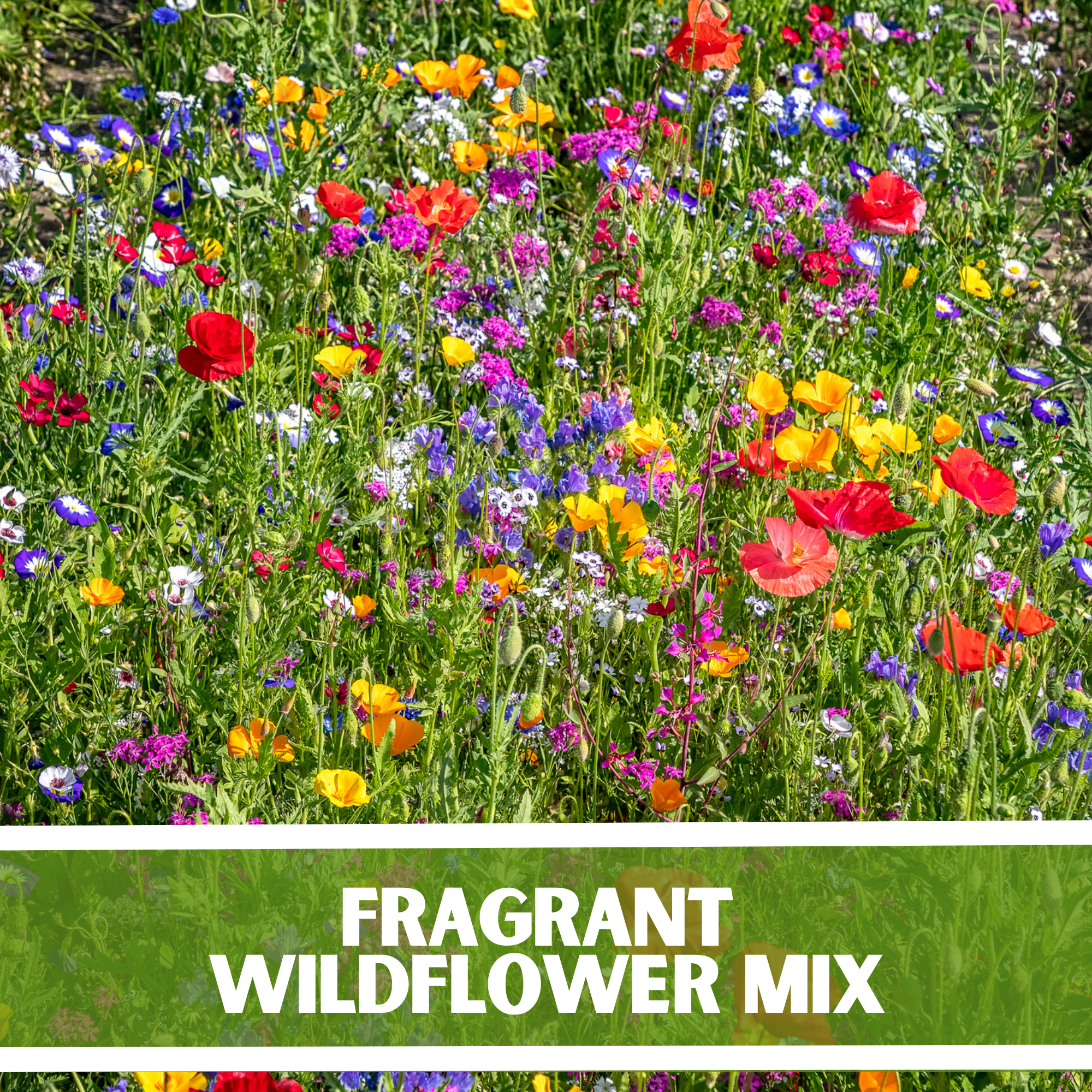 fragrant flower seeds Fragrant Wildflower Mixture – Bloom + Haul