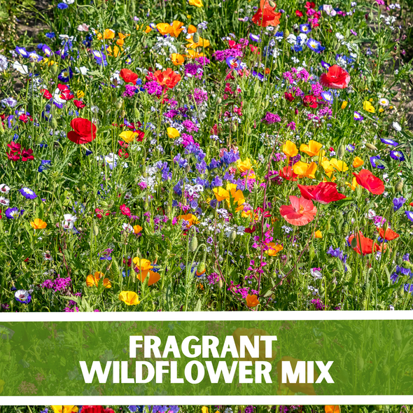 Fragrant Wildflower Mixture