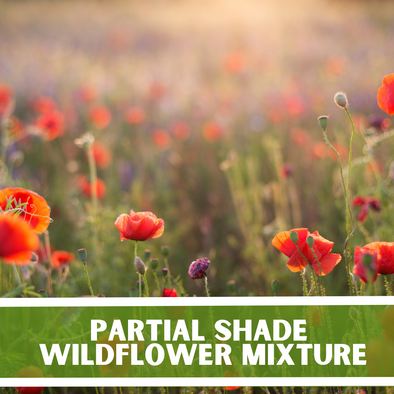 Partial Shade Wildflower Mixture