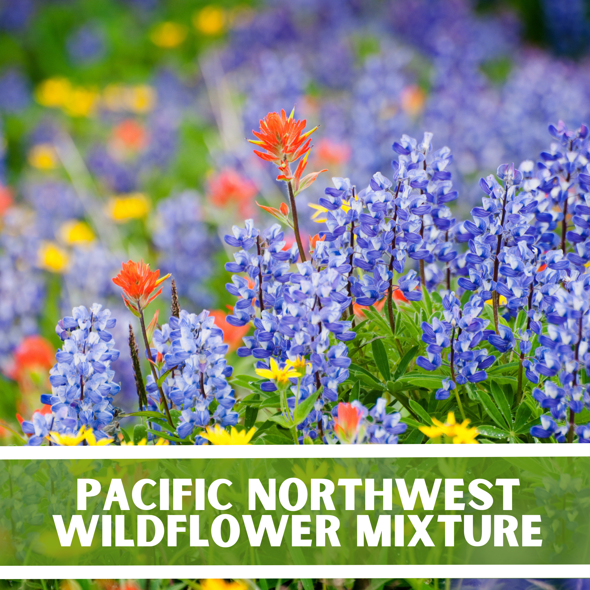 pnw wildflower seeds Pacific Northwest Wildflower Seeds