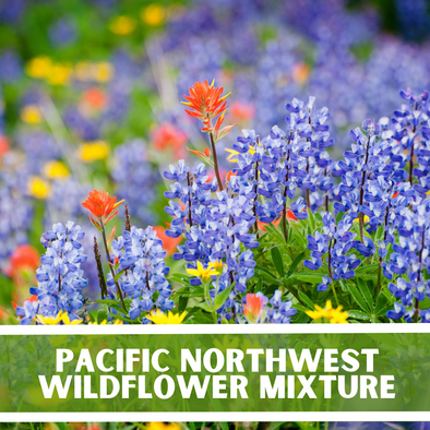 Pacific Northwest Wildflower Seeds