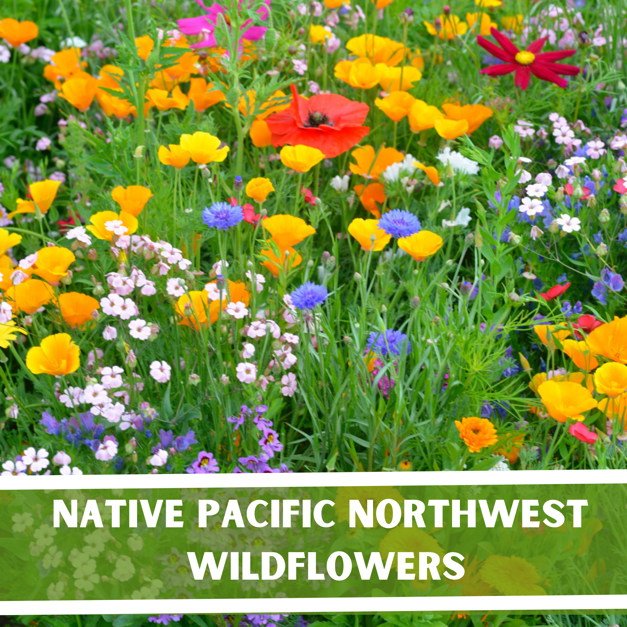 pacific northwest garden seeds Native Pacific Northwest Wildflower Seeds