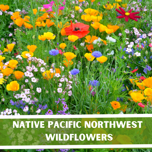 Native Pacific Northwest Wildflower Seeds