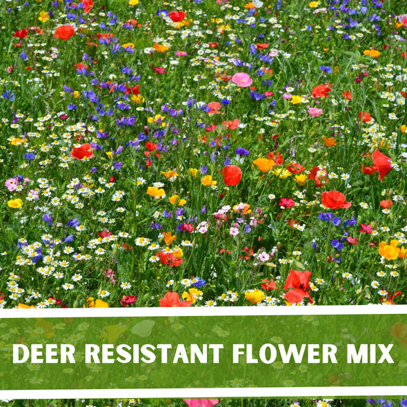 Deer Resistant Wildflower Seed Mix