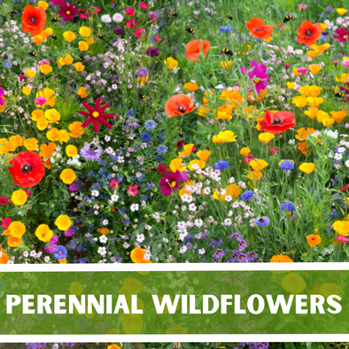 PERENNIAL Wild Flower Mix Pollinator Garden Heirloom