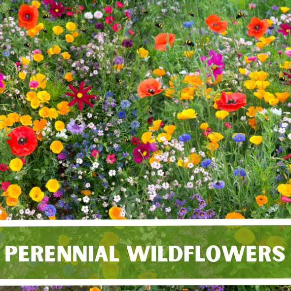 PERENNIAL Wild Flower Mix Pollinator Garden Heirloom