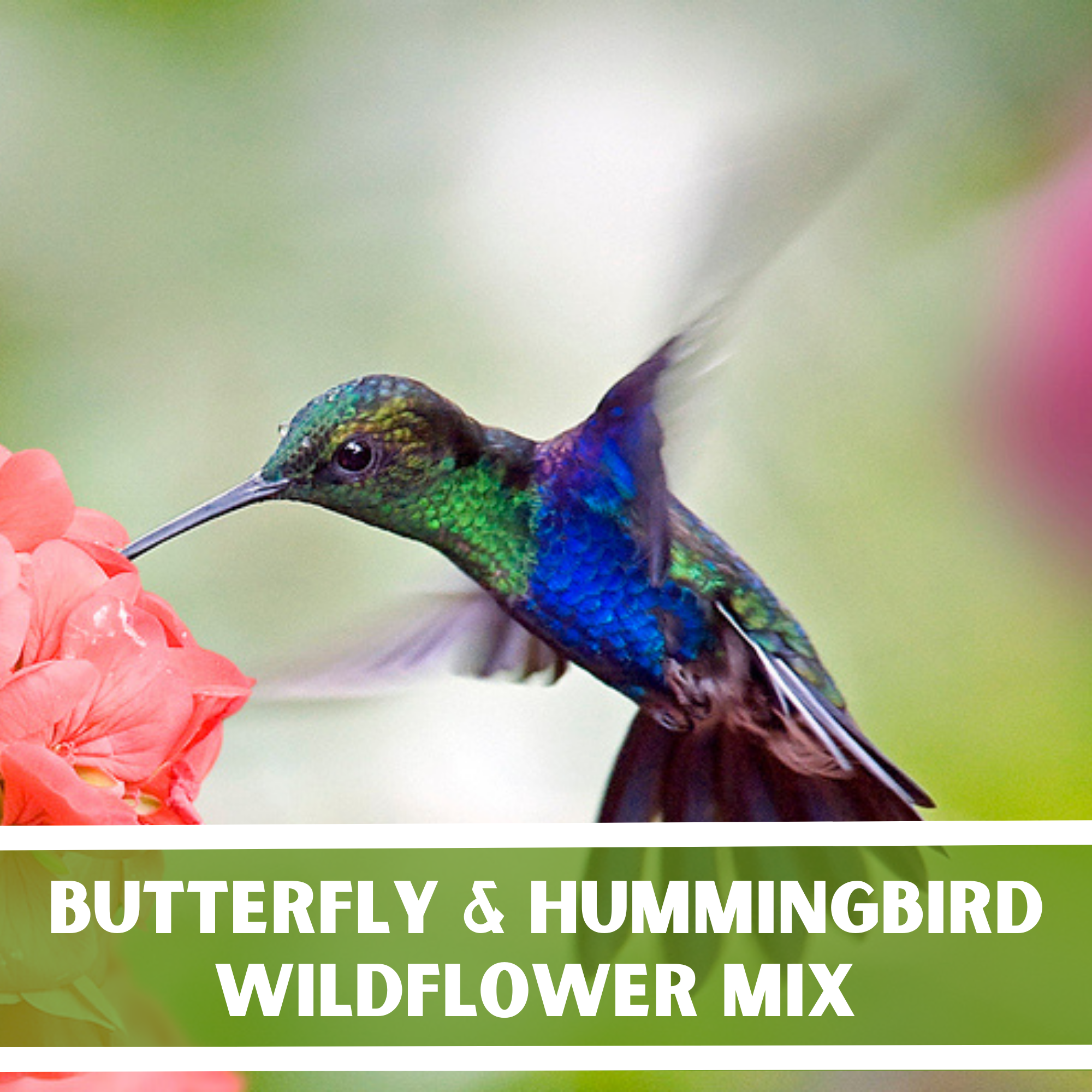 hummingbird wildflower seed mix Butterfly & Hummingbird Wildflower Seed Packet