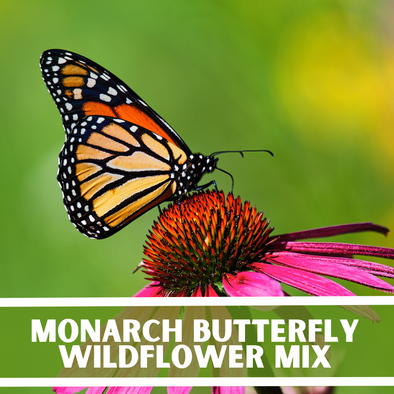 monarch butterfly wildflower seed mix Monarch Butterfly Wildflower Seeds