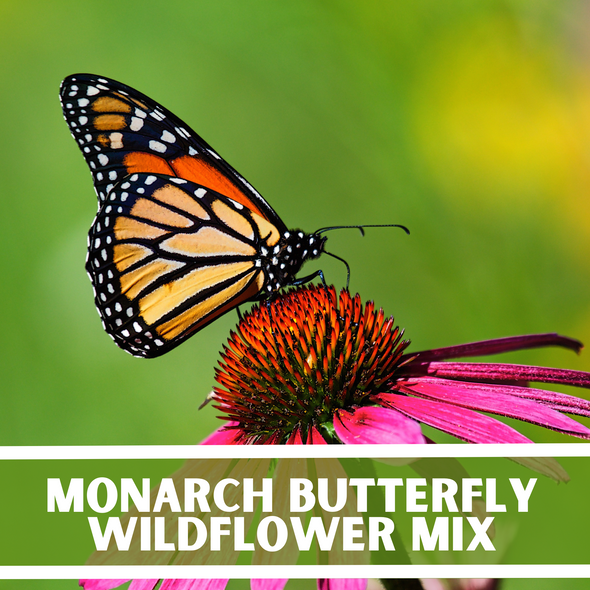 Monarch Butterfly Wildflower Seeds