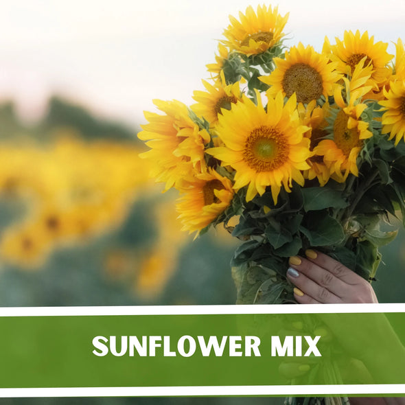 Sunflower Mix Seed Packet